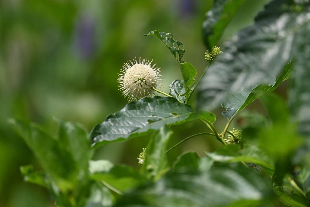 2025-07059476 River Bend Farm, MA.JPG - Button Bush. River Bend Farm, MA, 7-5-2025